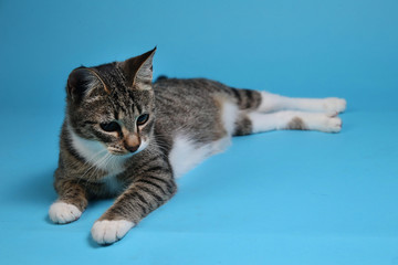Fototapeta na wymiar Studio shot of a gray and white striped cat lies on blue background