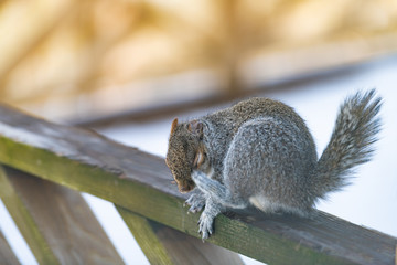 Closeup of one gray squirrel in cold snowy weather sitting on wooden deck railing of house or home in backyard itching scratching head