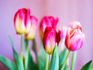 tulips on white background