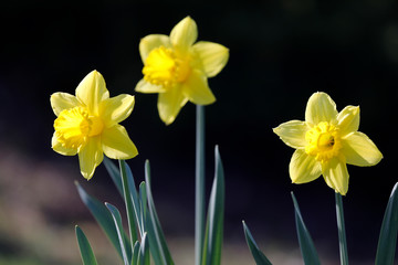 Gelbe Narzissen auf einer Wiese hell beleuchtet von der Sonne im Frühling