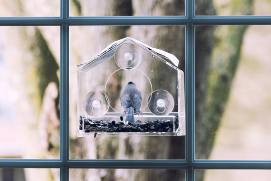 Back of one tufted titmouse perched on plastic window bird feeder with suction cups, sunflower seeds in Virginia