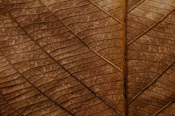 Naklejka na ściany i meble dry brown leaf texture