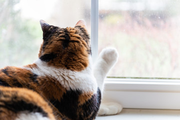 Closeup of one female cute calico cat lying down by windowsill sill indoors of house home room looking out through window touching with paw