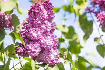 Purple common lilac flower spring background