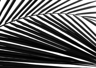 Fototapeta premium Silhouette of beautiful coconut leaf on white background