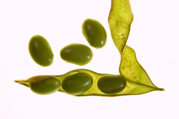 soya grains