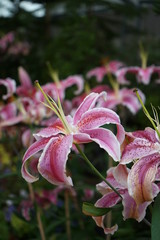 Obraz premium flower in the garden