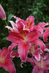 flower in the garden