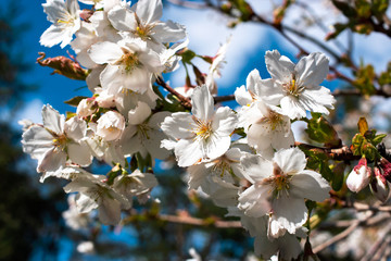 Delicate Japanese Cherry tree flowers in spring