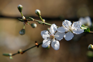 Weiße Blüte, Kirschblüte, Pflaumenblüte am Zweig eines Pflaumenbaumes, im Frühling als Close up