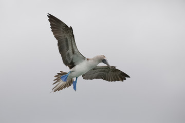 Fototapeta na wymiar Blue-footed Booby in flight - Santa Cruz Island, Galapagos