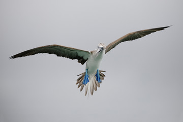 Blue-footed Booby in flight - Santa Cruz Island, Galapagos