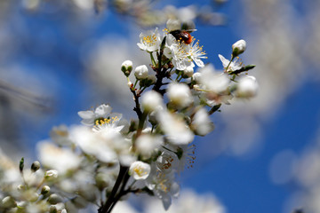 Viele weiße Blüten des Pflaumenbaumes mit Biene und Insekten vor blauem Himmel