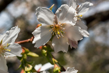 Focus on Japanese Cherry tree flower in spring