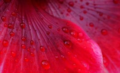 water drop on petal of hibiscus flower