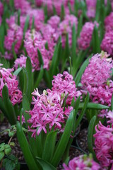 Fototapeta premium flower in the garden