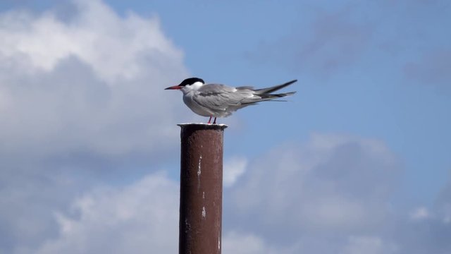 Common Tern sitting on a metal post and pooping 4K