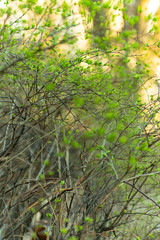 tree in forest