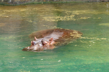 hippo in the water