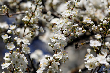 Im Frühling blühen viele weiße Blüten des Pflaumenbaumes vor blauem Himmel