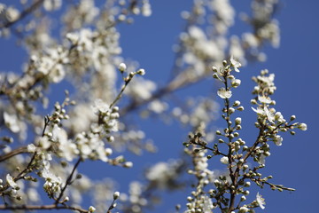 Im Frühling blühen viele weiße Blüten des Pflaumenbaumes vor blauem Himmel