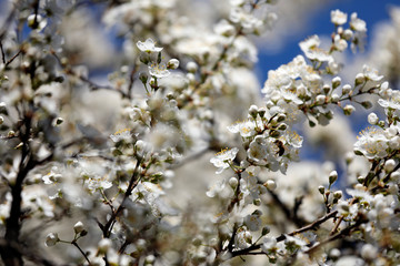 Im Frühling blühen viele weiße Blüten des Pflaumenbaumes vor blauem Himmel