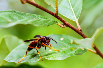 Naklejka premium Northern Paper Wasp in a Fruit Tree