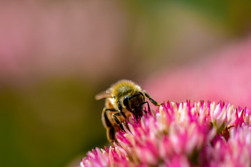 Honey Bee on Pink Milkweed