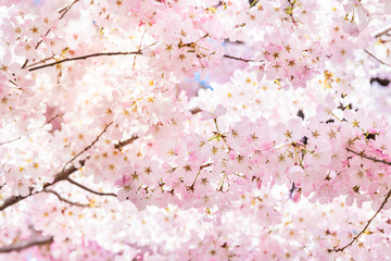 Closeup of vibrant pink cherry blossoms on sakura tree branch with fluffy flower petals in spring at Washington DC with sunlight and backlight