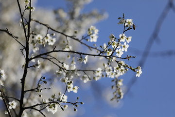 Pflaumen Baum mit vielen weißen Blüten im Frühling vor blauem Himmel