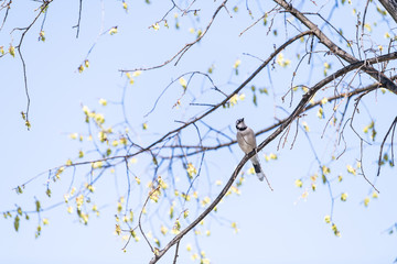 Blue jay bird perched on top of sakura cherry blossom tree by flowers in Washington, DC isolated...