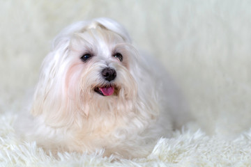 Our white Maltese lapdog against the background of a white rug with black eyes and a nose and a pink tongue