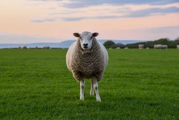 Fototapeten sheep in field © Wendy