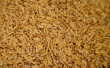 pile of peddy closeup