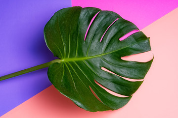 Fresh green  tropical Monstera leaf on pink and perple background, top view