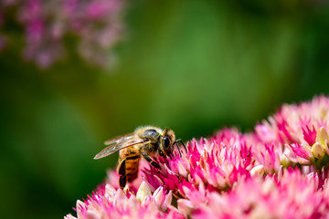 Honey Bee on Pink Milkweed