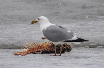 Seagull by fish bones on ice 