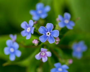 Beautiful, blue, fragrant flowers of Brunnera macrophylla or nezabudnik, on a blurred background. Macro.