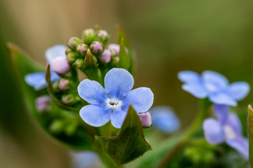 Fototapeta na wymiar Beautiful, blue, fragrant flowers of Brunnera macrophylla or nezabudnik, on a blurred background. Macro.