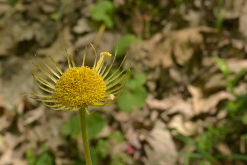 yellow flower of a dandelion