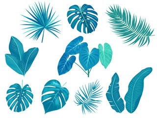 Fototapeta na wymiar Tropical blue palm leaves on white background.