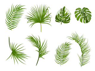 Fototapeta na wymiar Tropical palm leaves on white background.