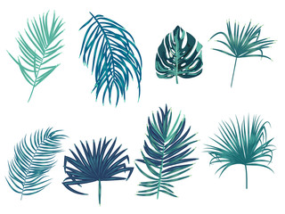 Tropical palm leaves on white background.