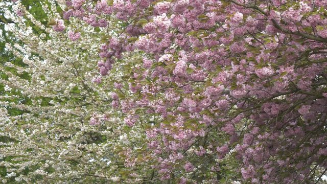 A background with pink and white tree branches in blossom.