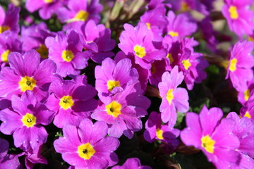 Beautiful lilac flowers from the garden