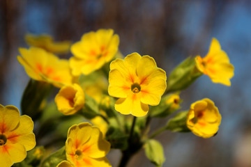 green petal in the desert