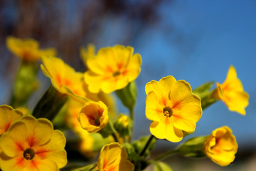 green petal in the desert