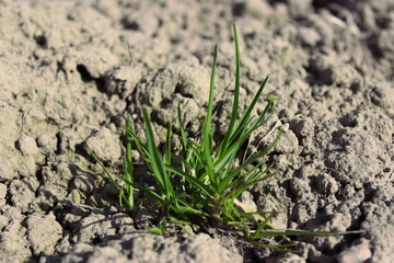 green petal in the desert
