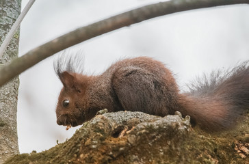 Junges fressendes Eichhörnchen