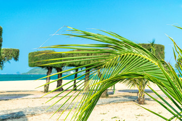 Fototapeta na wymiar Green leaf of palm with tropical trees in background